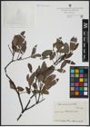 Foto von Salix atrocinerea Brot.